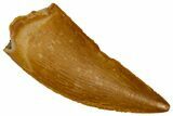 Serrated Raptor Tooth - Real Dinosaur Tooth #353379-1